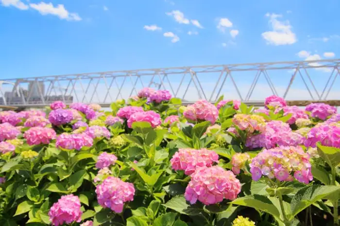 東京の息を呑むほど美しいアジサイの絶景スポット5選 ― 夢のような花の海で、初夏の魅力を体験してください。