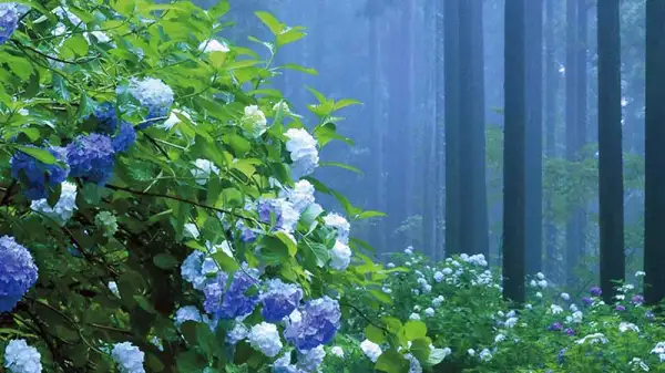 2026年版 日本有数の紫陽花スポット トップ10：6月の梅雨期間限定のロマンチックな花畑