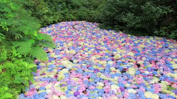 2026年版 日本有数の紫陽花スポット トップ10：6月の梅雨期間限定のロマンチックな花畑