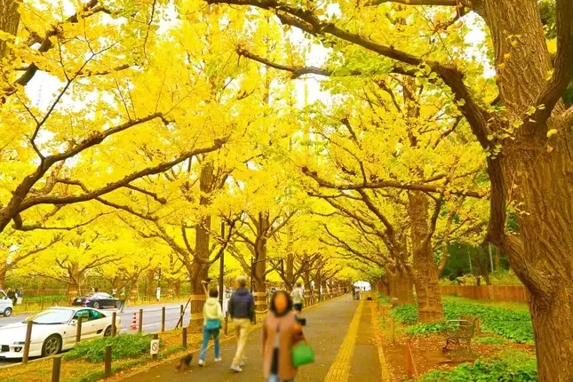 11月に訪れるべき日本の人気観光スポット トップ10：秋の終わりを過ごすのに必見のスポット。