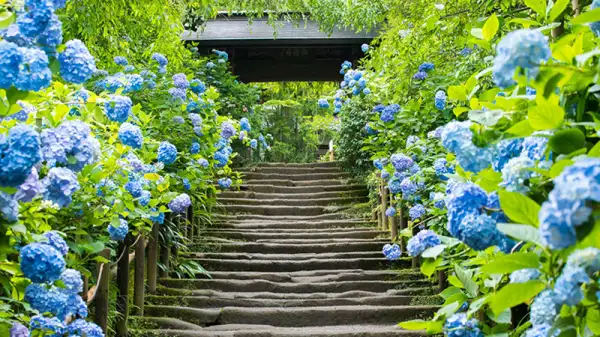 2026年版 日本有数の紫陽花スポット トップ10：6月の梅雨期間限定のロマンチックな花畑