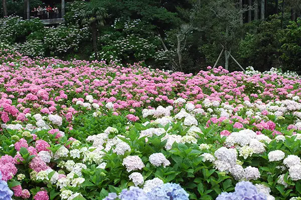 東京近郊の夢のような花畑や雲海など、関東地方にある息を呑むほど美しいアジサイの名所を5ヶ所ご紹介します。