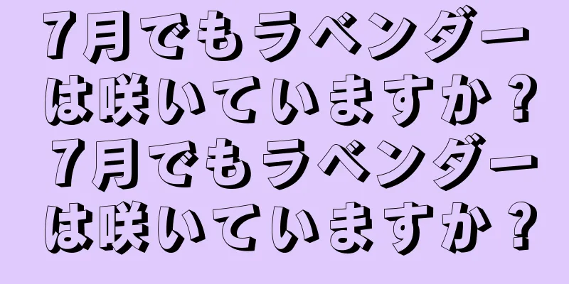 7月でもラベンダーは咲いていますか？ 7月でもラベンダーは咲いていますか？