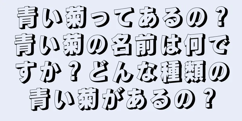 青い菊ってあるの？青い菊の名前は何ですか？どんな種類の青い菊があるの？