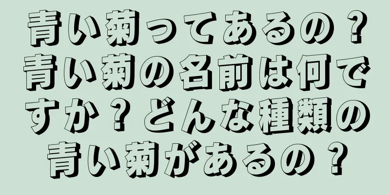 青い菊ってあるの？青い菊の名前は何ですか？どんな種類の青い菊があるの？