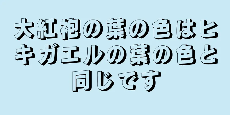 大紅袍の葉の色はヒキガエルの葉の色と同じです