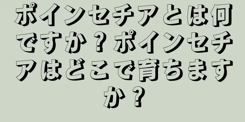 ポインセチアとは何ですか？ポインセチアはどこで育ちますか？