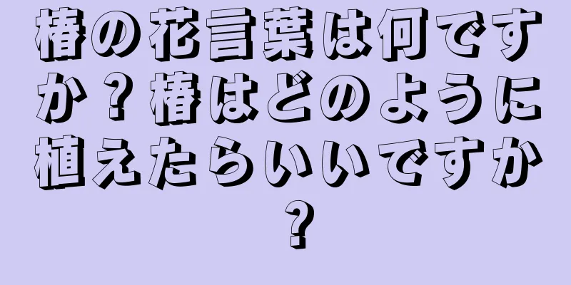 椿の花言葉は何ですか？椿はどのように植えたらいいですか？