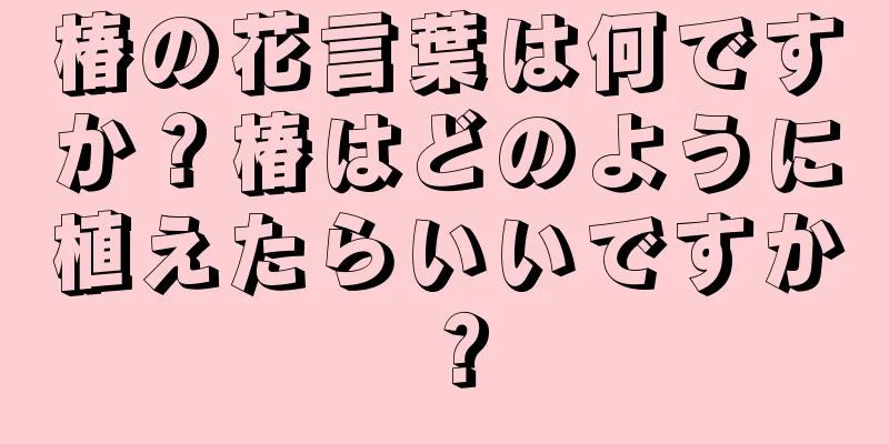 椿の花言葉は何ですか？椿はどのように植えたらいいですか？