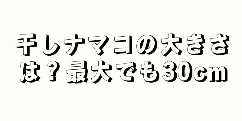 干しナマコの大きさは？最大でも30cm