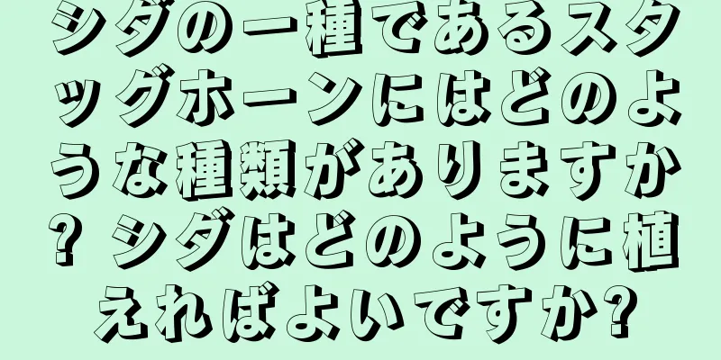 シダの一種であるスタッグホーンにはどのような種類がありますか? シダはどのように植えればよいですか?