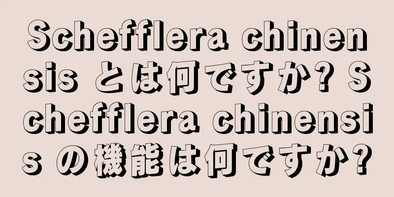 Schefflera chinensis とは何ですか? Schefflera chinensis の機能は何ですか?