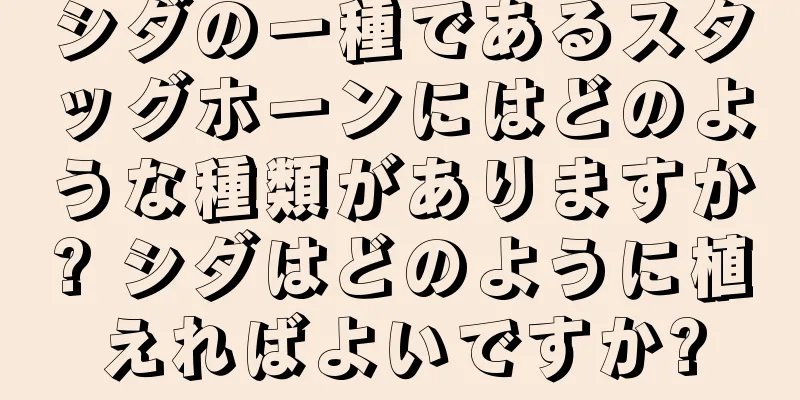 シダの一種であるスタッグホーンにはどのような種類がありますか? シダはどのように植えればよいですか?