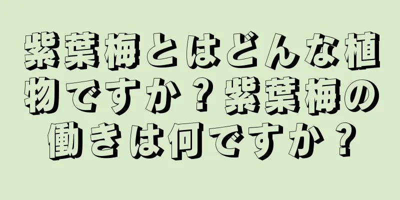 紫葉梅とはどんな植物ですか？紫葉梅の働きは何ですか？