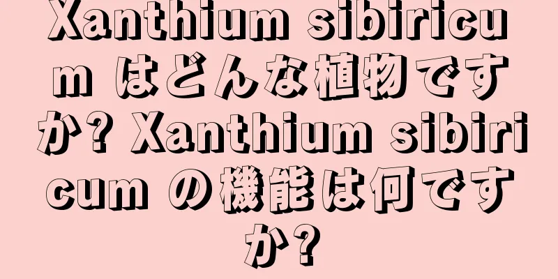 Xanthium sibiricum はどんな植物ですか? Xanthium sibiricum の機能は何ですか?