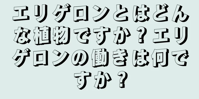 エリゲロンとはどんな植物ですか？エリゲロンの働きは何ですか？