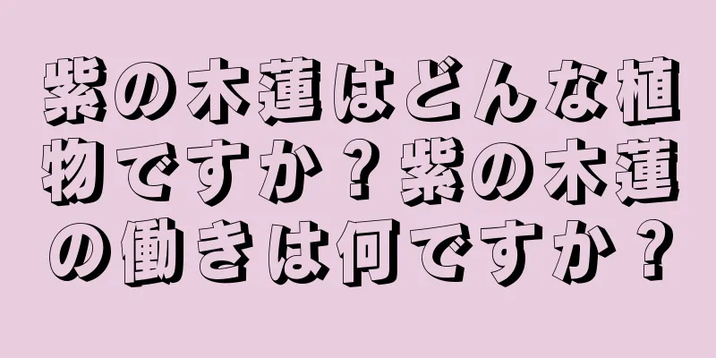 紫の木蓮はどんな植物ですか？紫の木蓮の働きは何ですか？