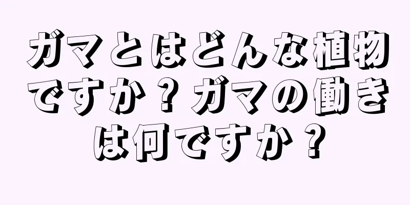 ガマとはどんな植物ですか？ガマの働きは何ですか？