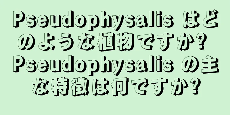 Pseudophysalis はどのような植物ですか? Pseudophysalis の主な特徴は何ですか?