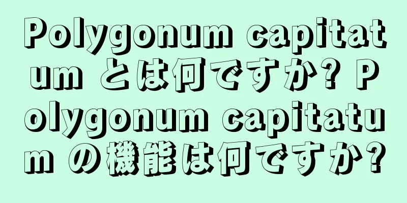 Polygonum capitatum とは何ですか? Polygonum capitatum の機能は何ですか?