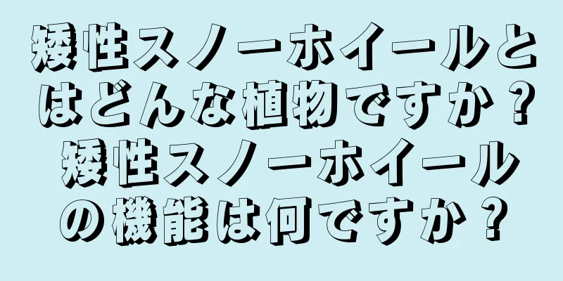矮性スノーホイールとはどんな植物ですか？ 矮性スノーホイールの機能は何ですか？