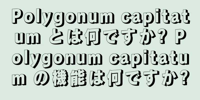 Polygonum capitatum とは何ですか? Polygonum capitatum の機能は何ですか?