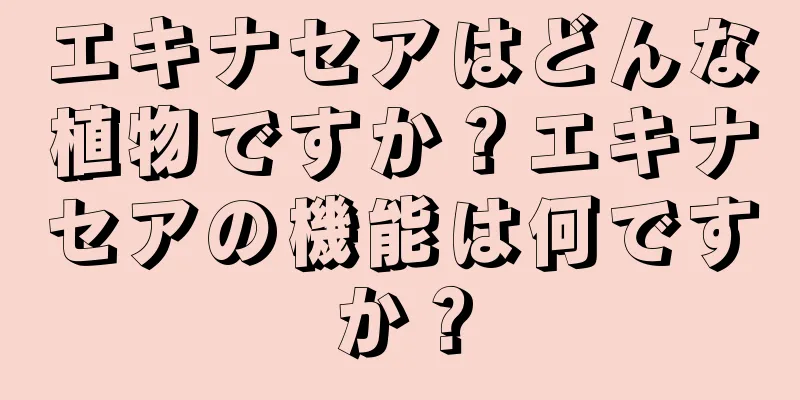 エキナセアはどんな植物ですか？エキナセアの機能は何ですか？