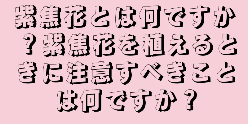紫焦花とは何ですか？紫焦花を植えるときに注意すべきことは何ですか？