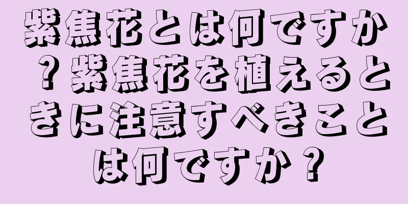 紫焦花とは何ですか？紫焦花を植えるときに注意すべきことは何ですか？