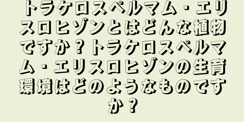 トラケロスペルマム・エリスロヒゾンとはどんな植物ですか？トラケロスペルマム・エリスロヒゾンの生育環境はどのようなものですか？