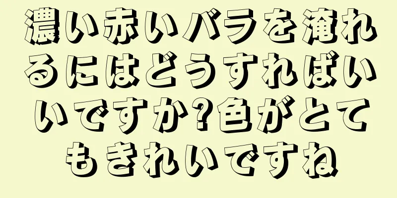 濃い赤いバラを淹れるにはどうすればいいですか?色がとてもきれいですね