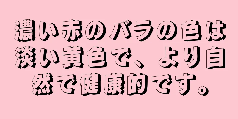 濃い赤のバラの色は淡い黄色で、より自然で健康的です。