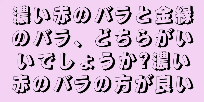 濃い赤のバラと金縁のバラ、どちらがいいでしょうか?濃い赤のバラの方が良い